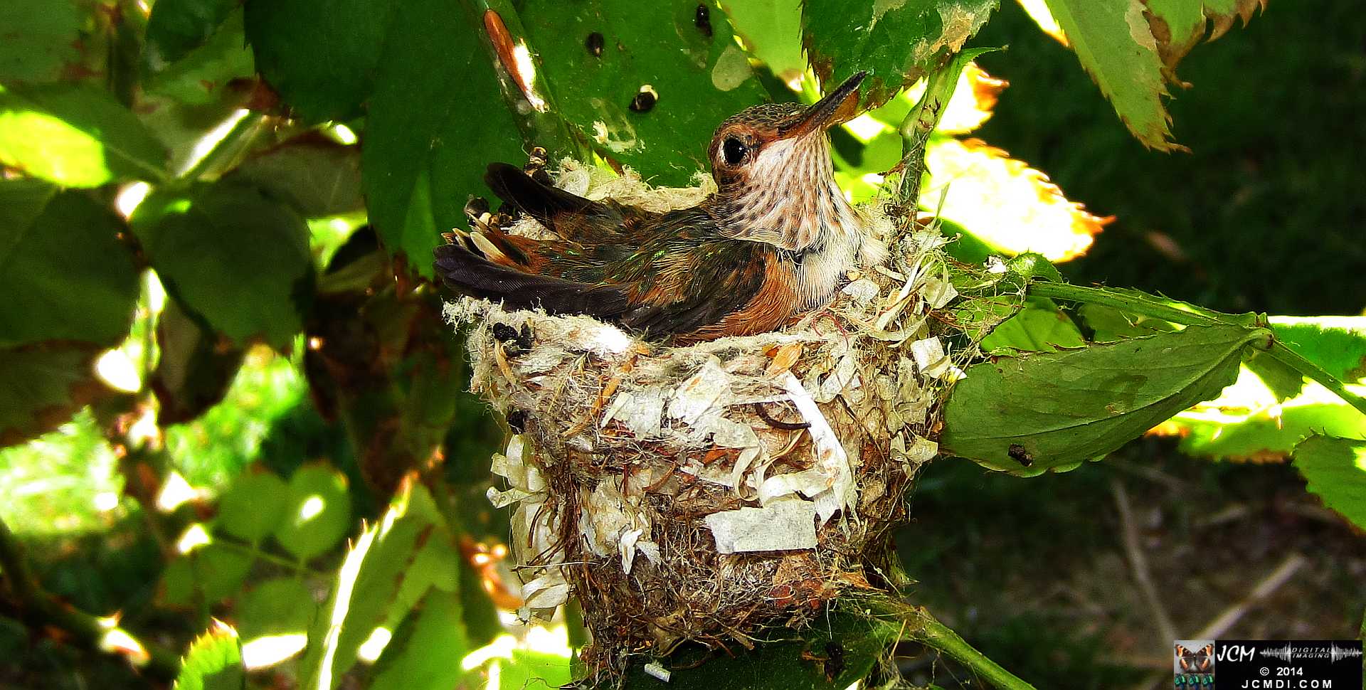 Allens Hummingbird chick and nest image 3-27-2014